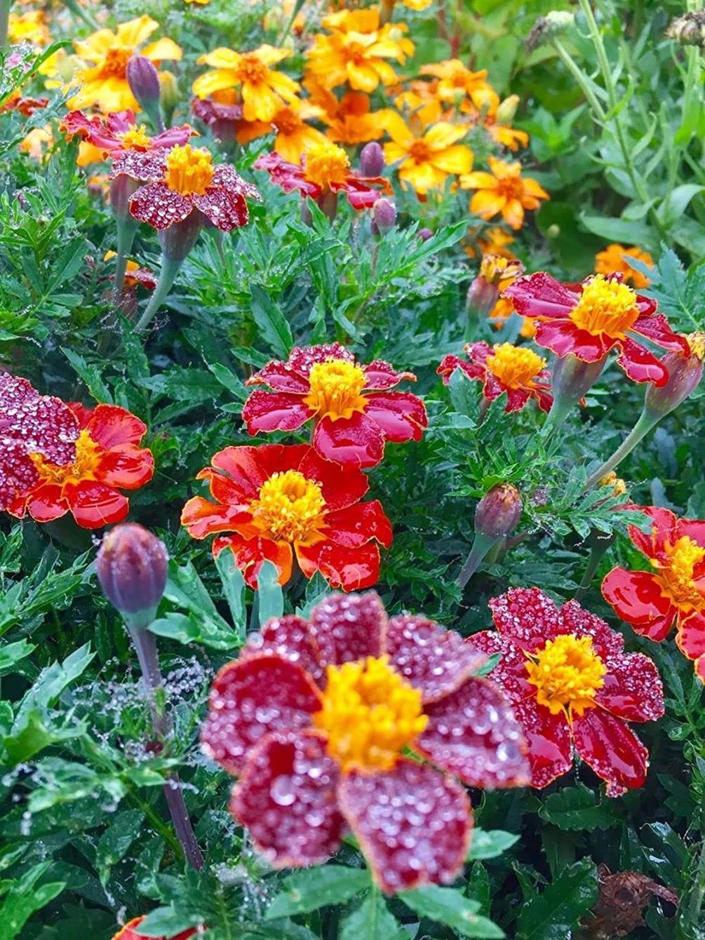 Seeds Of Strength mixed marigold colors brightening beds and borders.