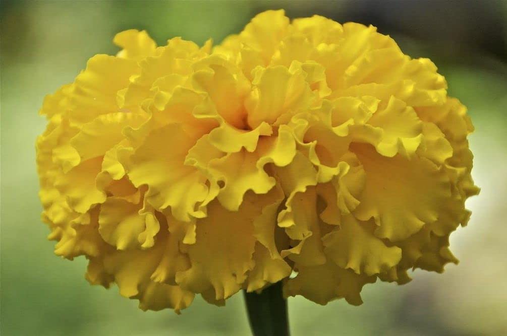 Container gardening with Seeds Of Strength marigolds for balcony decor.
