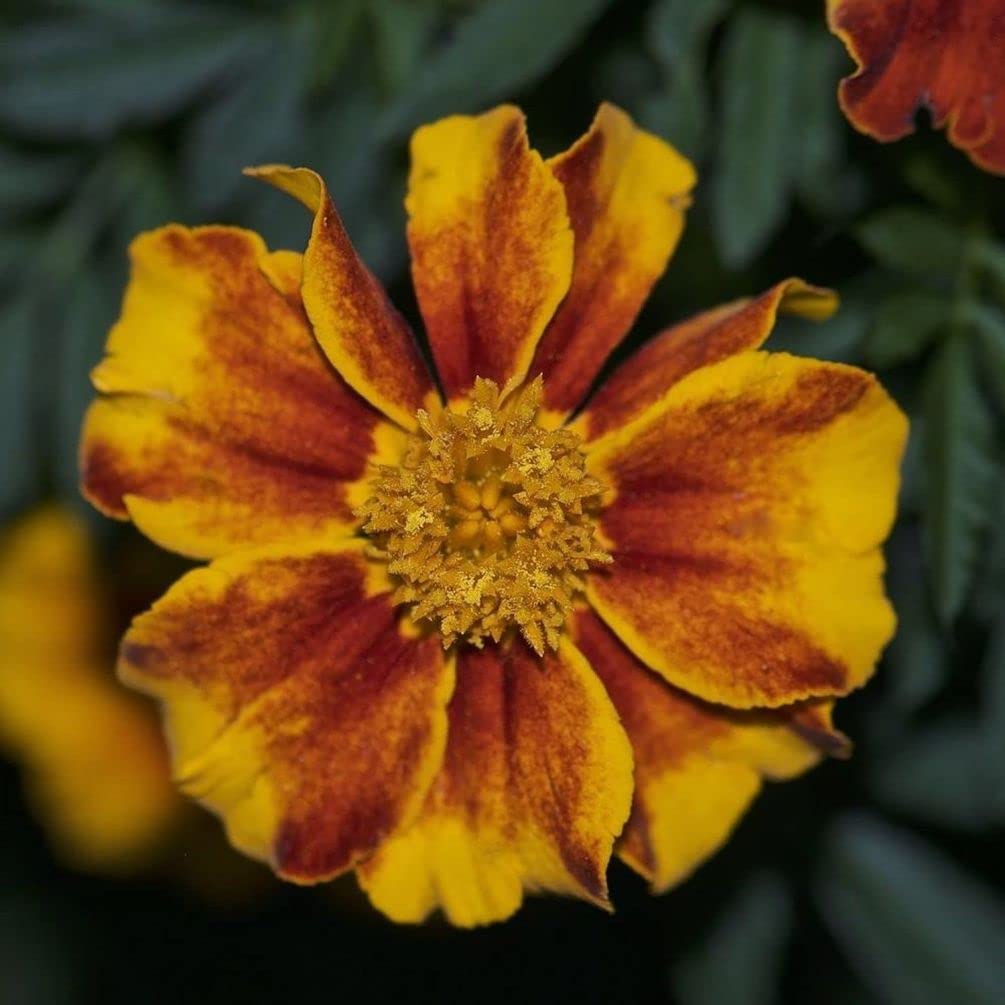 Mass plantings of Seeds Of Strength marigolds creating vibrant garden patches.