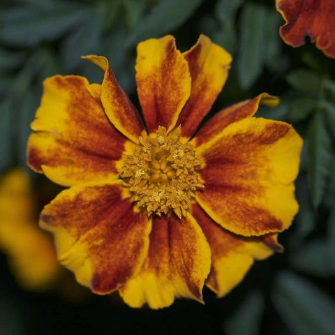 Mass plantings of Seeds Of Strength marigolds creating vibrant garden patches.
