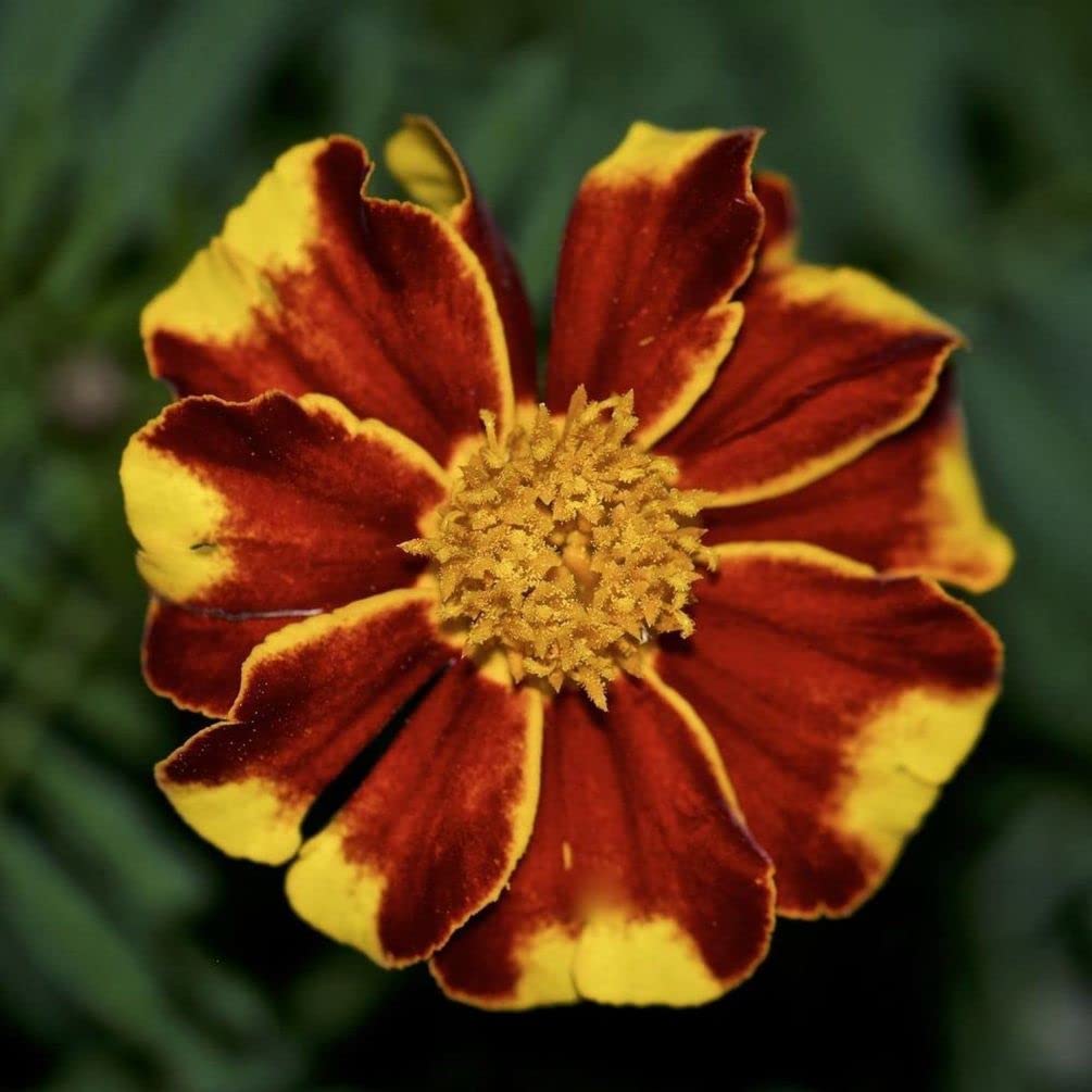 Outdoor planting of Seeds Of Strength marigold seedlings in a garden bed.