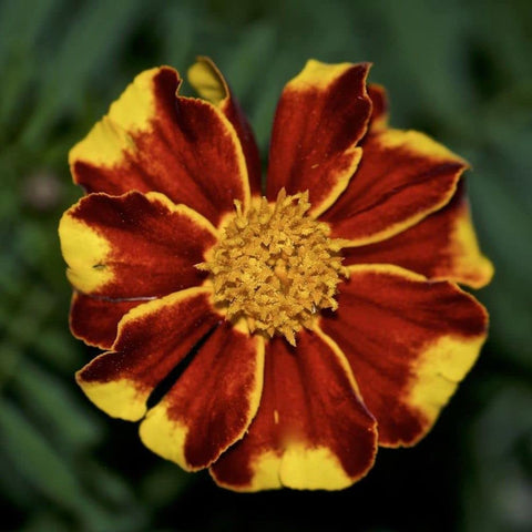 Outdoor planting of Seeds Of Strength marigold seedlings in a garden bed.