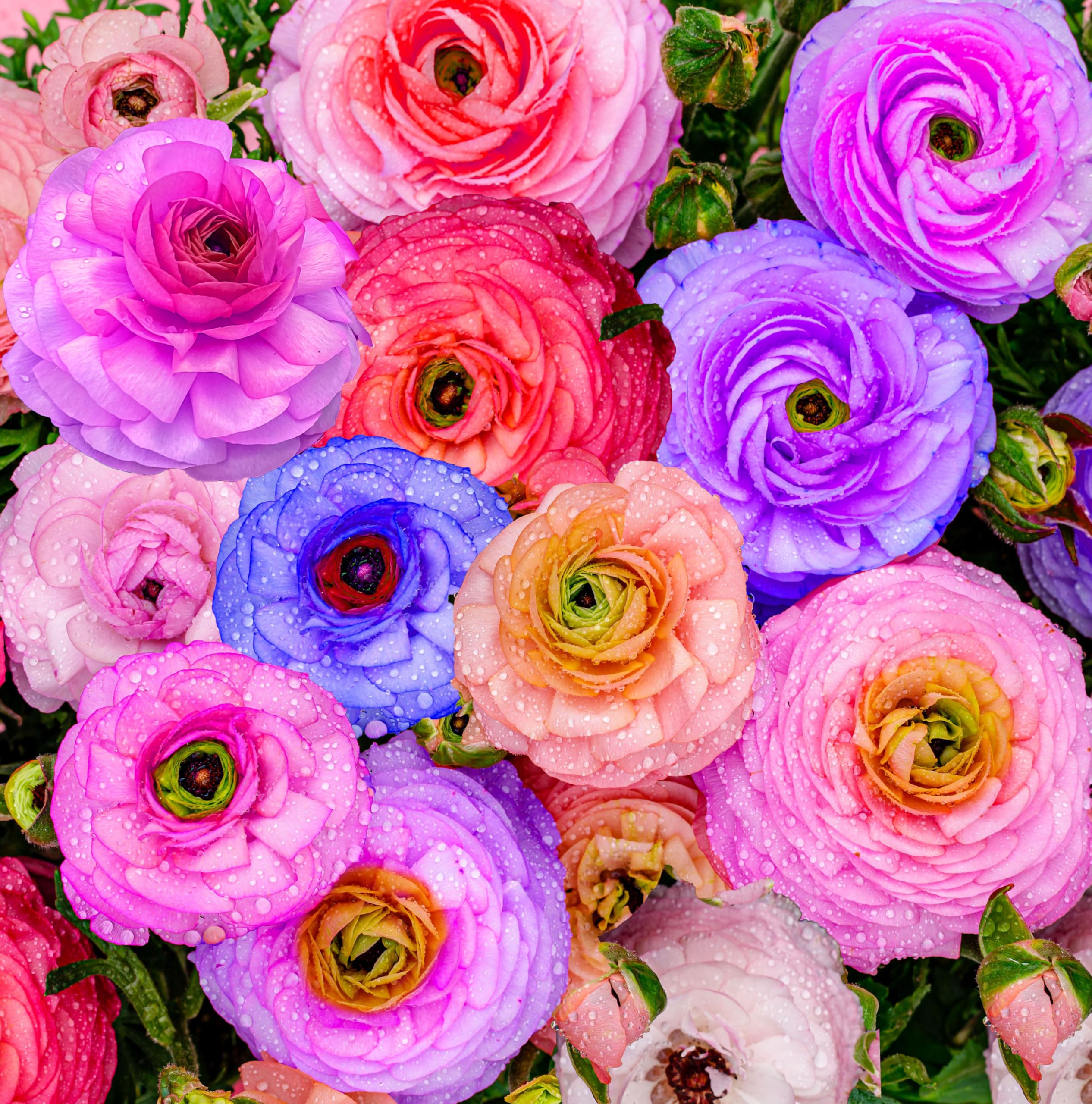 Seeds Of Strength mixed Ranunculus bulbs color display for borders and arrangements.