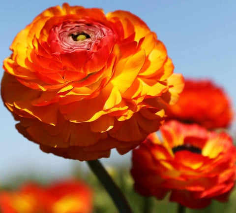 Seeds Of Strength mixed peony ranunculus bulbs bloom in orange tones for borders