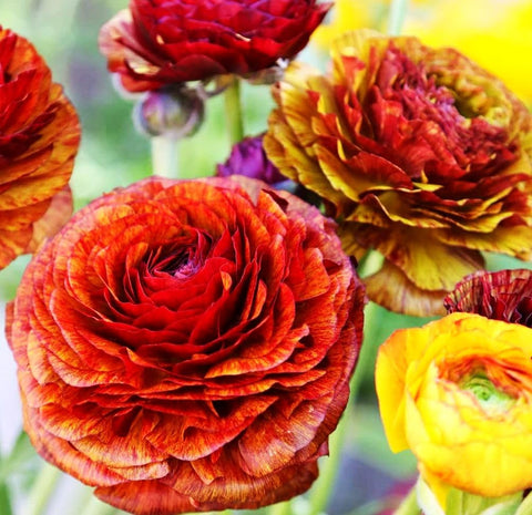 Close-up of Seeds Of Strength ranunculus bulbs showing layered petals for containers