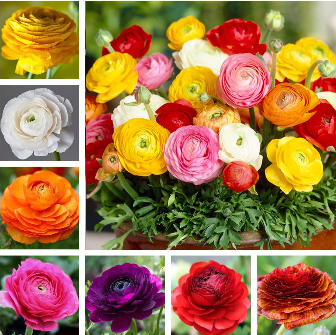 Seeds Of Strength mixed ranunculus bulbs display a rainbow of blooms for beds and arrangements