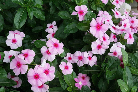 Seeds Of Strength Mixed Rosea Vinca seeds display multicolored blooms for lively groundcovers.