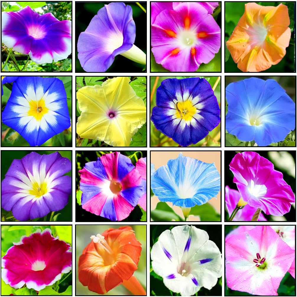 Seeds Of Strength morning glory mix blooms brighten fences with colorful climbing vines for sunny outdoor spaces.