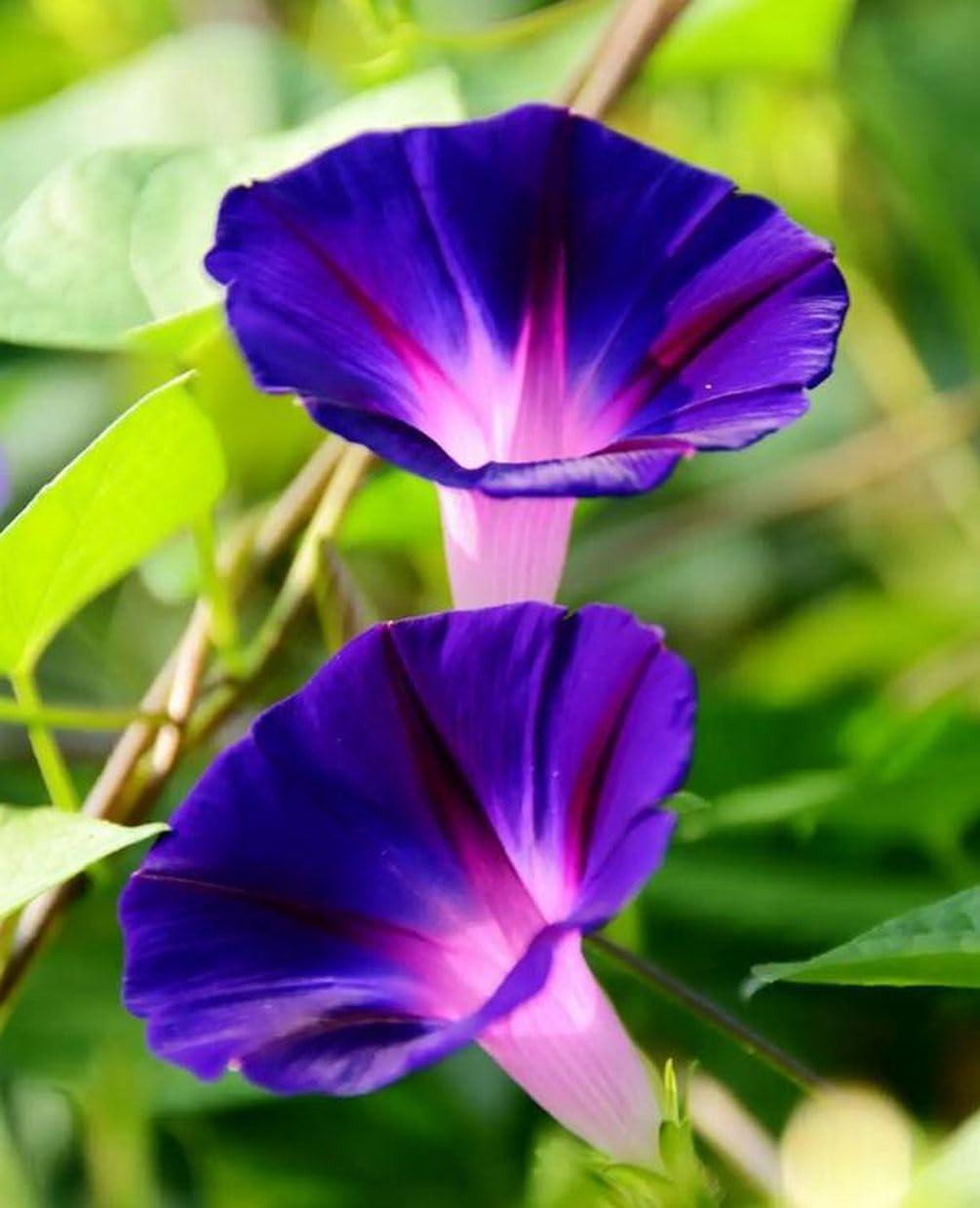 Seeds Of Strength morning glory trellis display elevates borders with vibrant blooms.