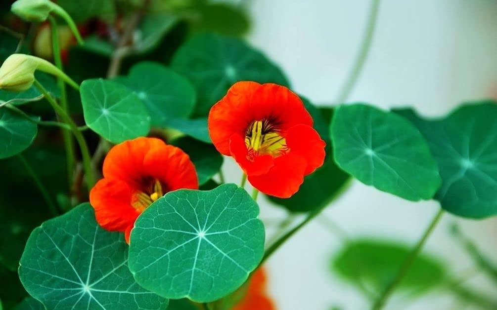 Seeds Of Strength nasturtium dwarf variety blooming in a planter