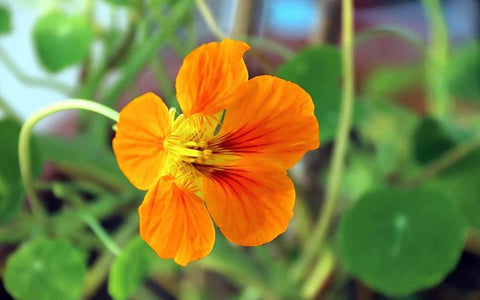 Seeds Of Strength nasturtium flowers in multiple colors brighten the border