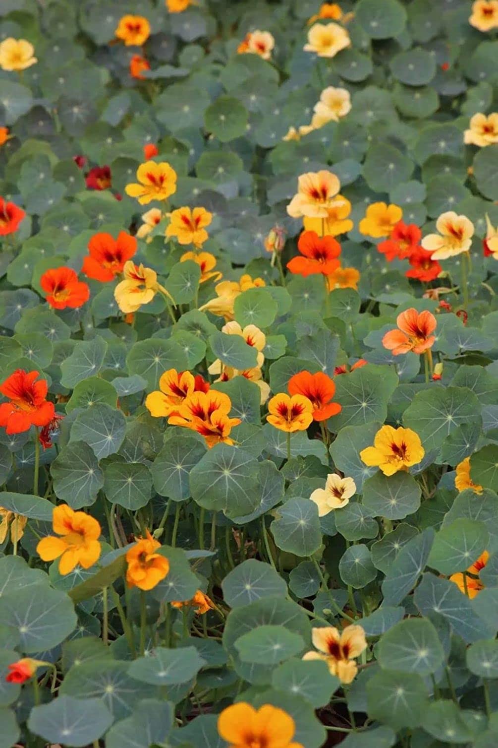 Seeds Of Strength nasturtium garden border planting idea with height