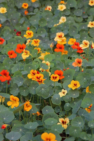 Seeds Of Strength nasturtium garden border planting idea with height