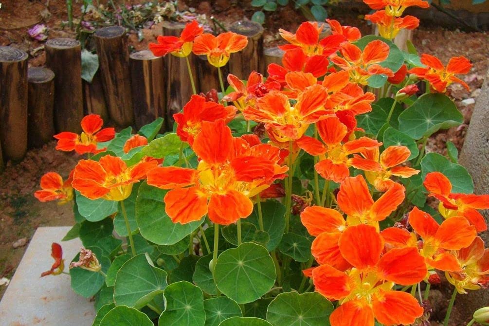 Seeds Of Strength nasturtium planted in a pot for container display