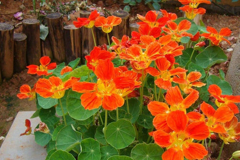 Seeds Of Strength nasturtium planted in a pot for container display