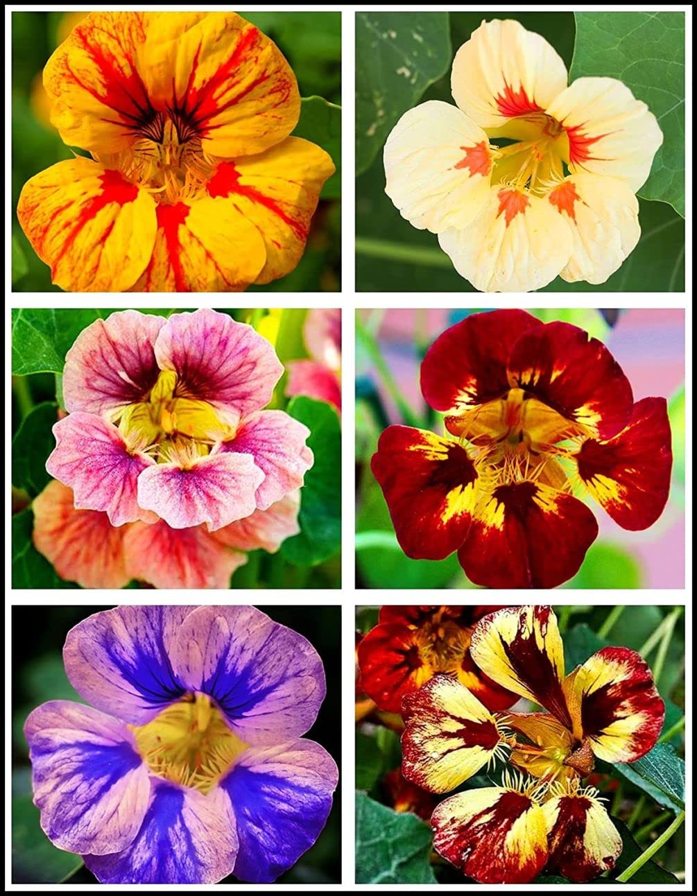 Seeds Of Strength nasturtium seed pack front view for easy color in your garden