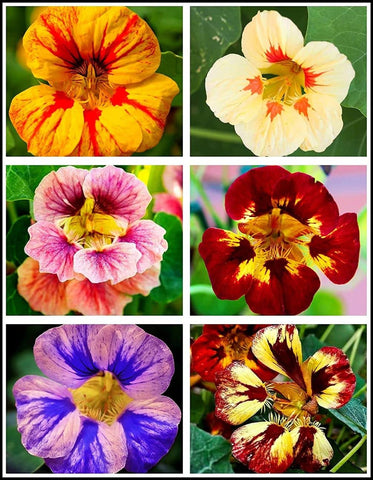Seeds Of Strength nasturtium seed pack front view for easy color in your garden