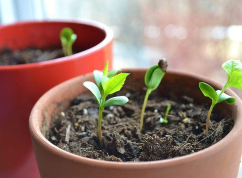 Seeds Of Strength non-GMO apple seeds ideal for fresh homegrown fruit.