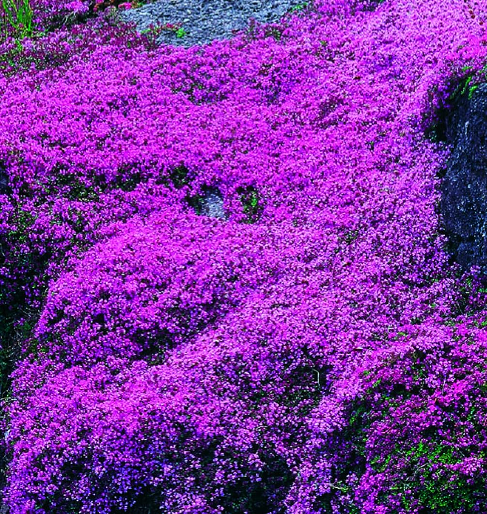 Seeds Of Strength non-GMO heirloom thyme seeds for pure flavor.