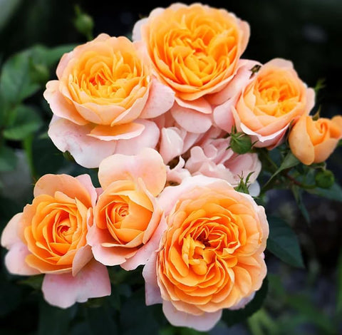 Seeds Of Strength non-gmo rose seeds enable natural growth and biodiversity-friendly gardens.