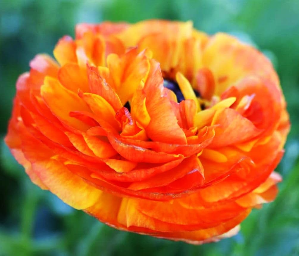 Orange ranunculus blooms from Seeds Of Strength brighten outdoor spaces