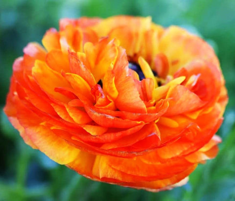 Orange ranunculus blooms from Seeds Of Strength brighten outdoor spaces