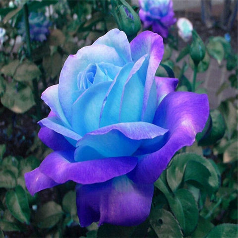 Seeds Of Strength ornamental rose flowers in bloom for colorful landscape accents.