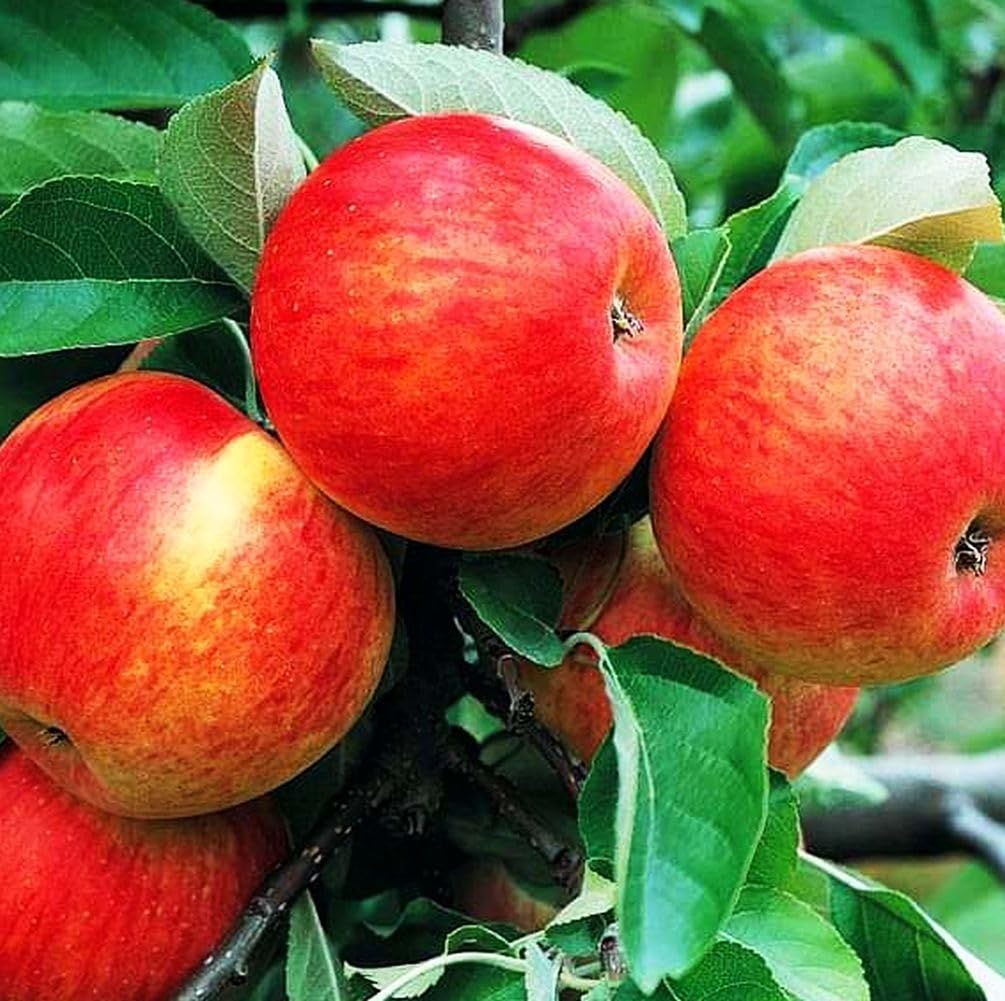 Outdoor planting layout showing 15–20 ft spacing for Honey Crisp trees