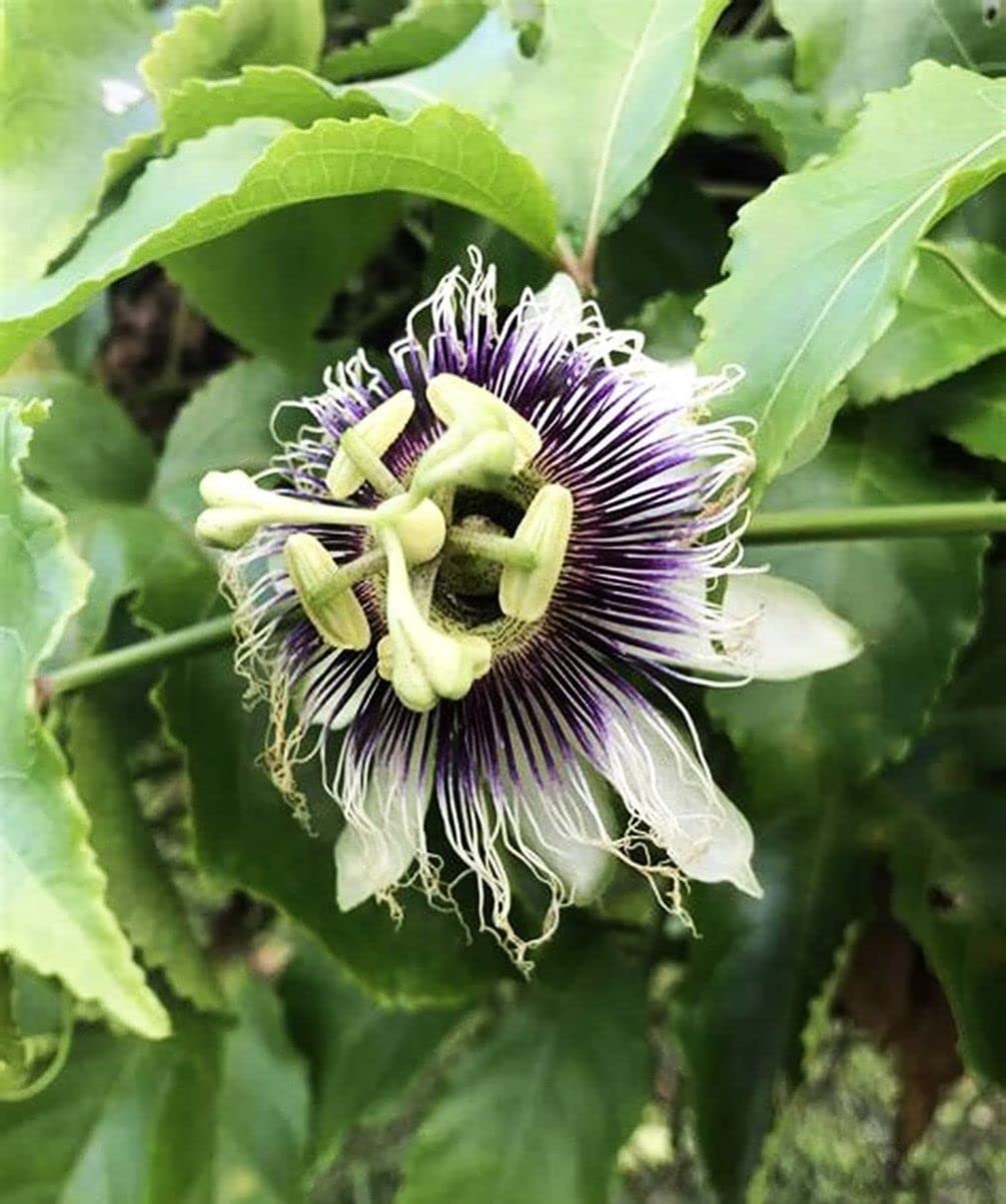Seeds Of Strength passion fruit close-up shows many seeds and edible arils for fresh juice