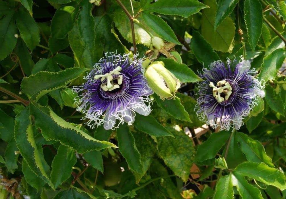 Seeds Of Strength passion flower bloom closeup with intricate petals and purple centers