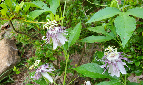 Seeds Of Strength passion flower garden setup enabling outdoor fruiting and visual appeal.