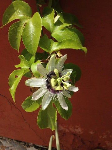 Seeds Of Strength passion flower harvest fruit ready to ripen and save seeds