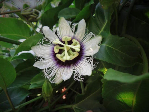 Seeds Of Strength passion flower leaf contrast highlighting glossy greens and veining