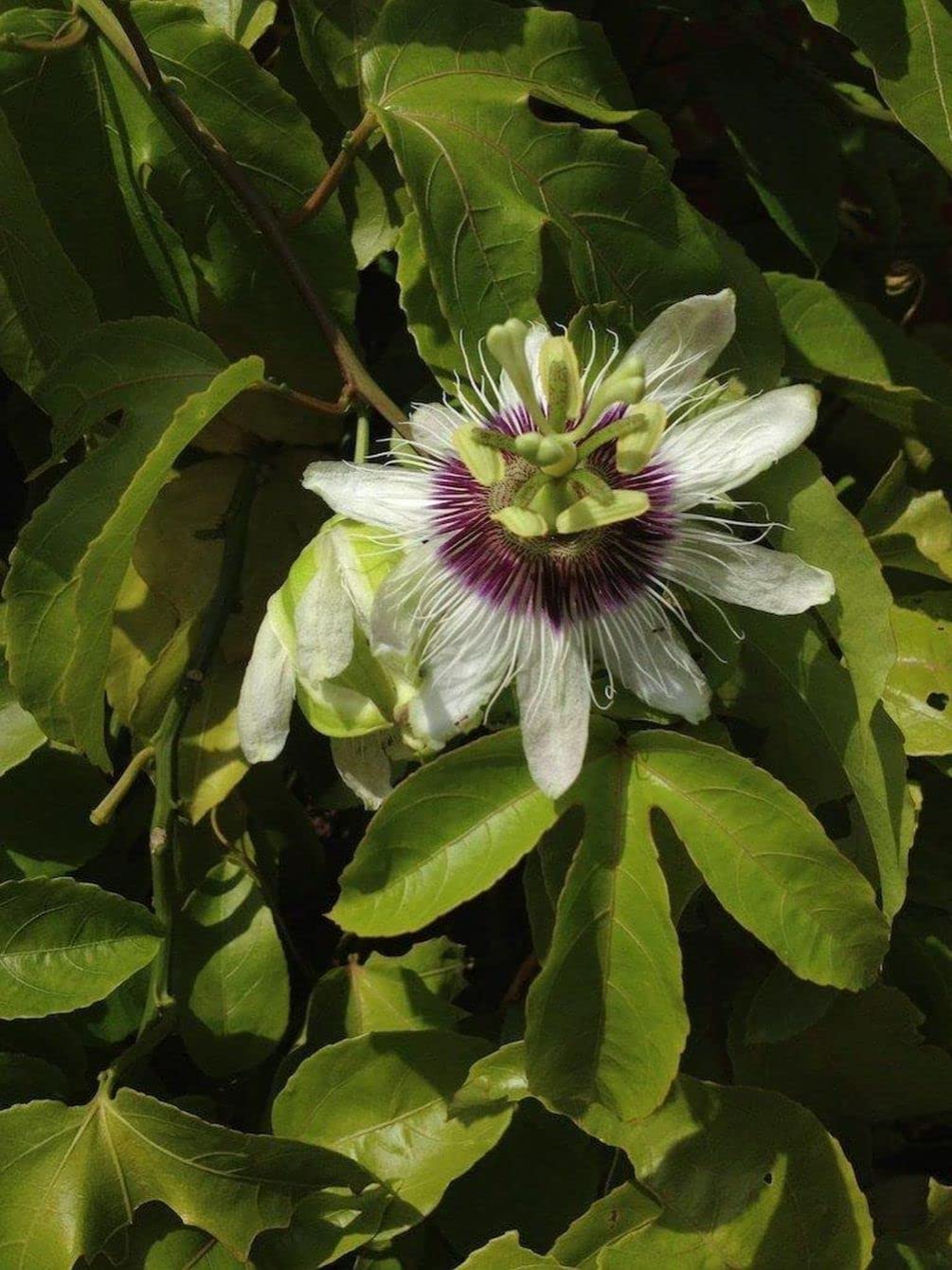 Seeds Of Strength passion flower potting area ready for sowing and early germination