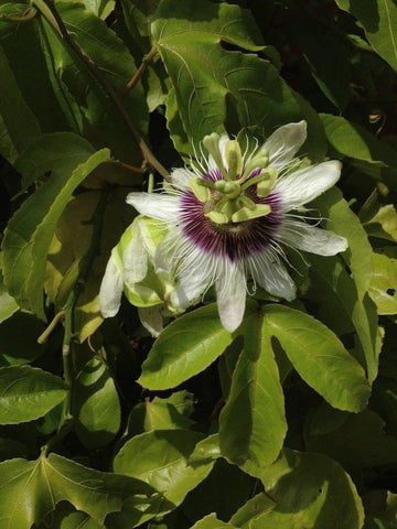 Seeds Of Strength passion flower potting area ready for sowing and early germination