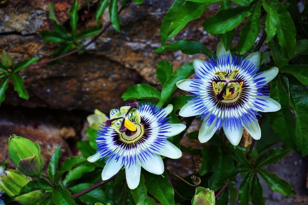 Seeds Of Strength passion flower seedling growth under grow lights for strong early development