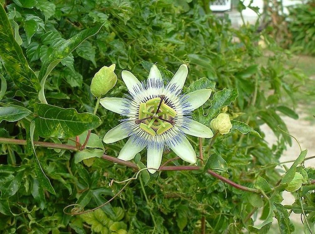 Seeds Of Strength passion fruit seedling growing indoors under light for strong transplant.