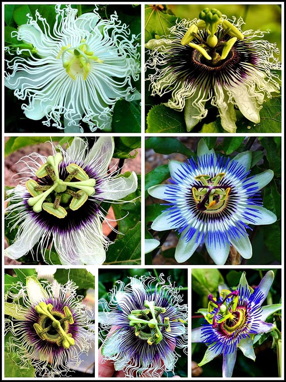 Seeds Of Strength passion flower seeds pack ideal for indoor start and vibrant climbers