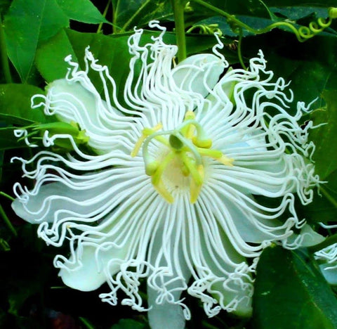 Seeds Of Strength passion flower vine on trellis offering quick vertical beautification