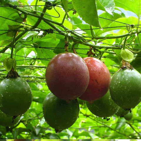 Seeds Of Strength passion fruit seeds pack ready for home planting and garden expansion.