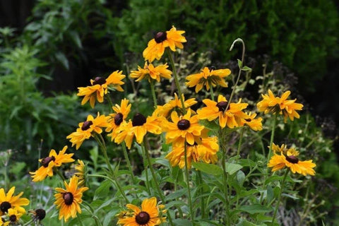 Seeds Of Strength peat pot transplant setup reduces root disturbance for healthier growth.