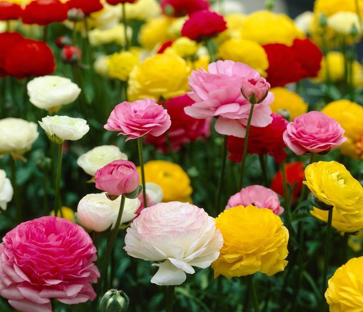 Seeds Of Strength peony-like ranunculus bulbs with multi-layered petals for refined gardens