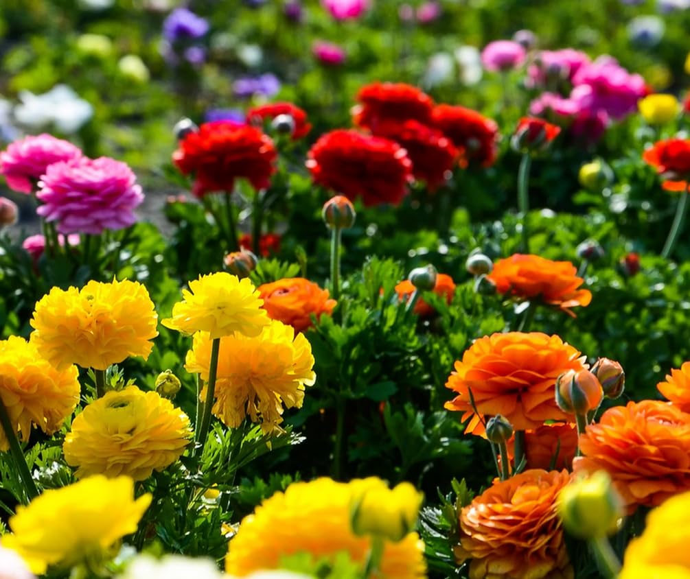 Seeds Of Strength peony-like ranunculus petals closeup for elegant floral accents.
