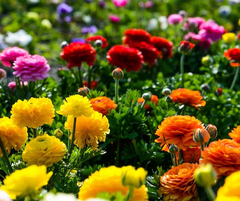 Seeds Of Strength peony-like ranunculus petals closeup for elegant floral accents.