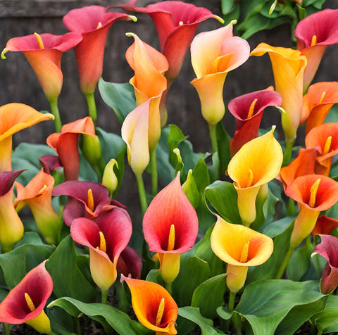 Seeds Of Strength perennial calla lilies add elegant color to any outdoor space