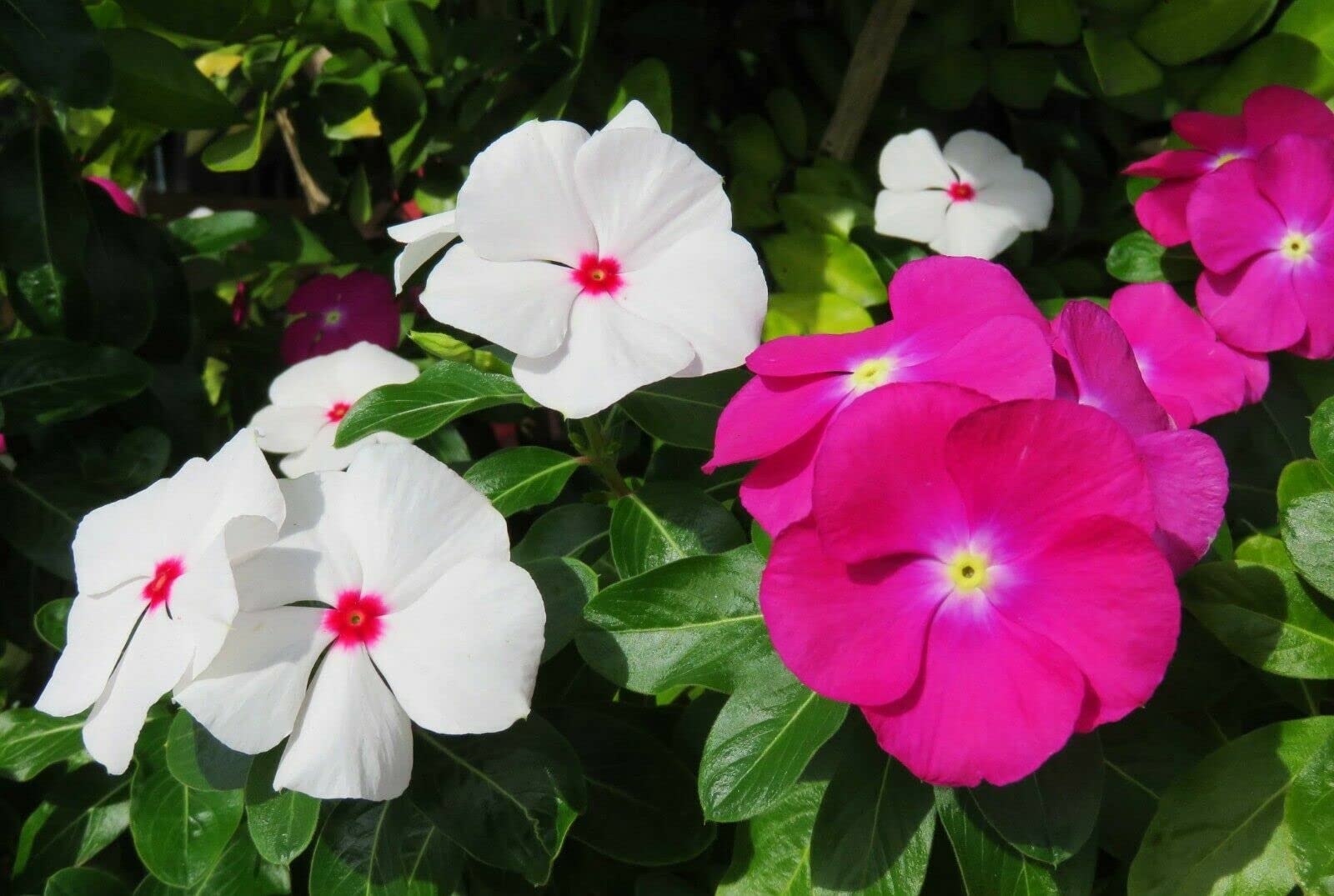 Seeds Of Strength Periwinkle ground cover seeds form dense, cascading plantings.