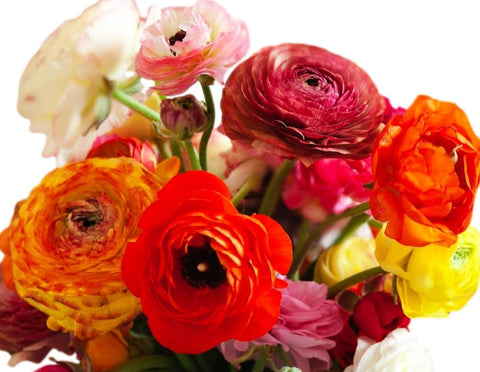 Seeds Of Strength Persian buttercup bulbs showcase elegant, peony-like petals