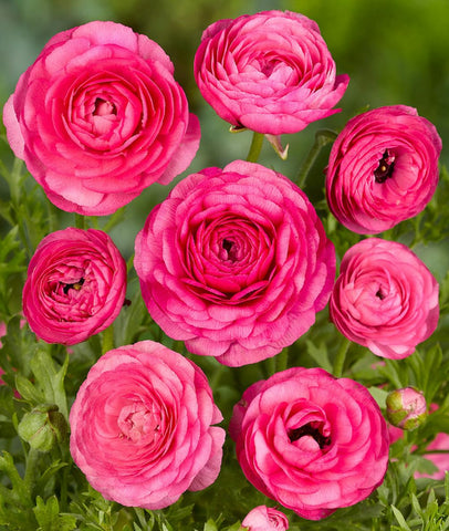 Seeds Of Strength persian buttercup bulbs petal-depth elegance for striking garden focal points.