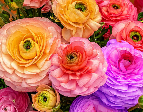 Seeds Of Strength Persian buttercup corms for vibrant bed planting.