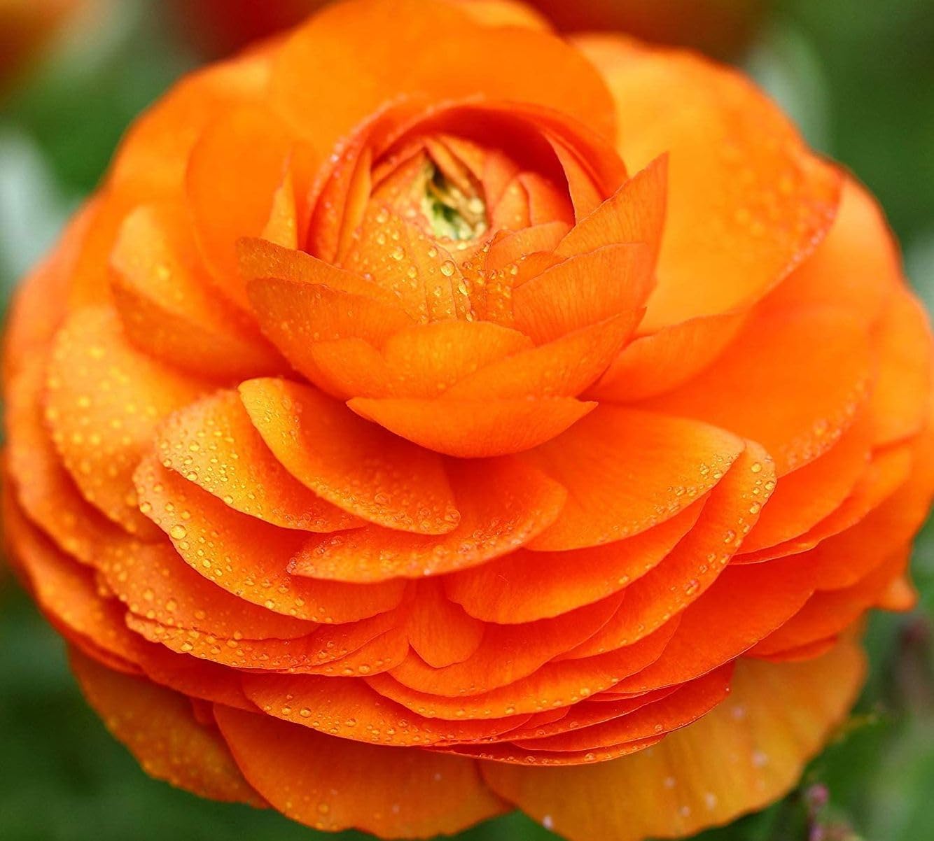 Persian buttercups in bloom suitable for bouquets with rich color